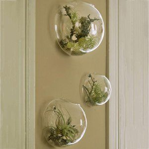 Set of 3 Bubble Terrariums Glass Wall Vase